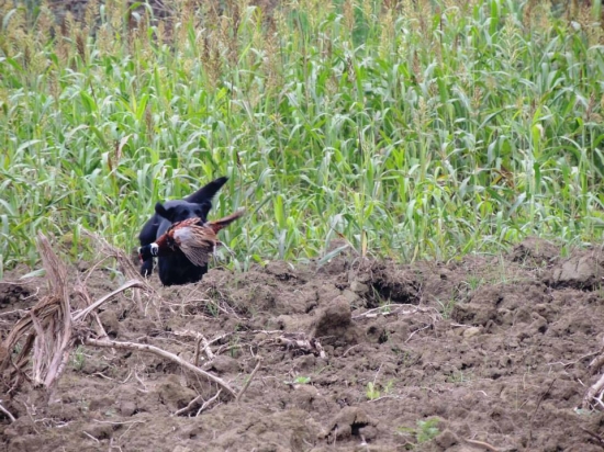 isaszegi merèsz Vadász Alma