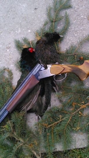 polvačka na bazanty