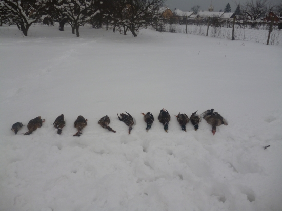 po uspesnej polovacke na kacice