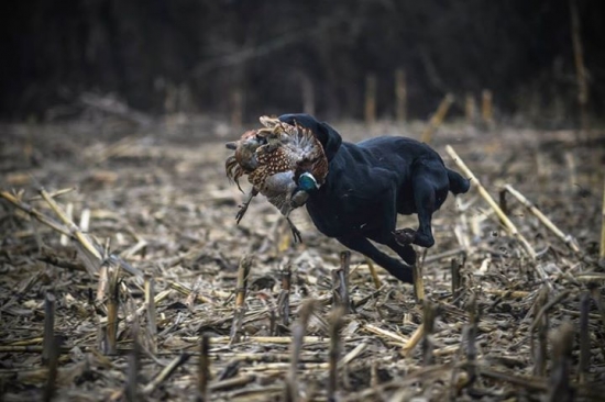 Isaszegi Merész Vadász Alma