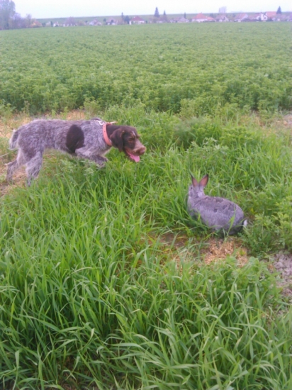 dnesny trening vystavovania