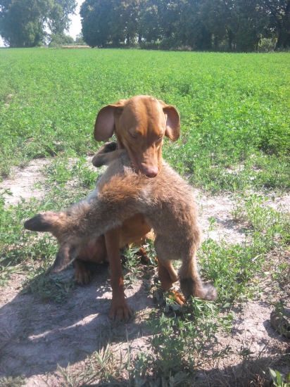 Prinášanie Líšky