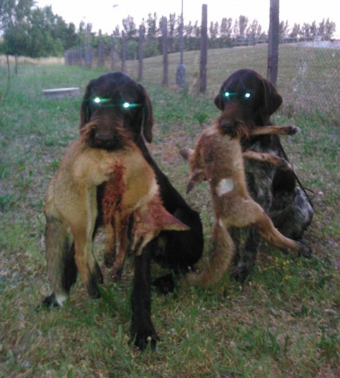 Prinášanie Líšky