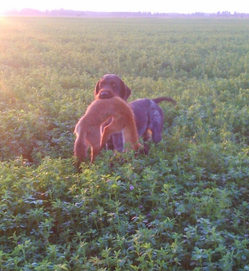 Prinášanie Líšky