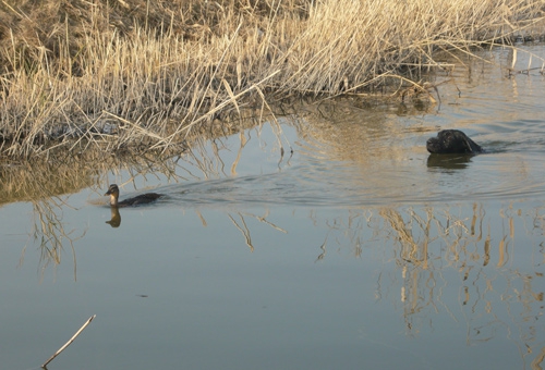 Stopa živej kačice