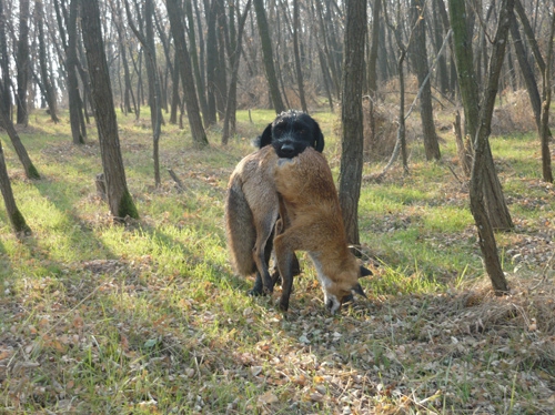 Prinášanie líšky