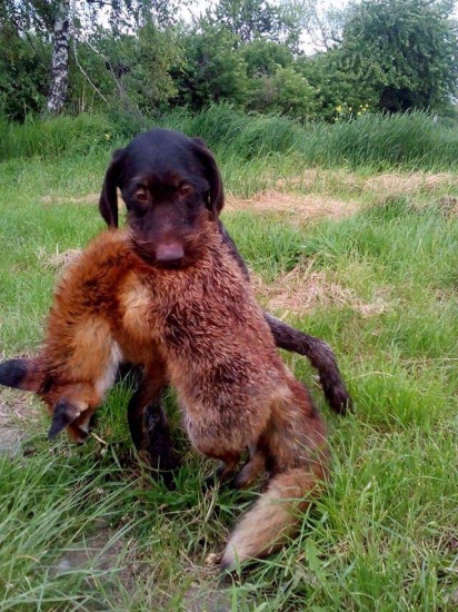 Ochota pracovať s líškou