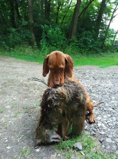 Ochota pracovat s lìskou