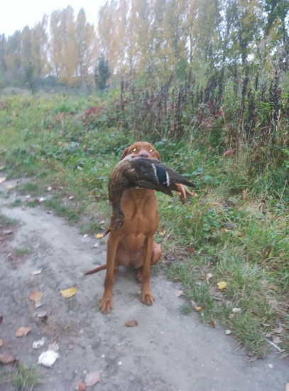 Didi Royal de Hunter