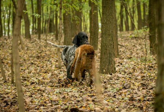 Prinášanie líšky