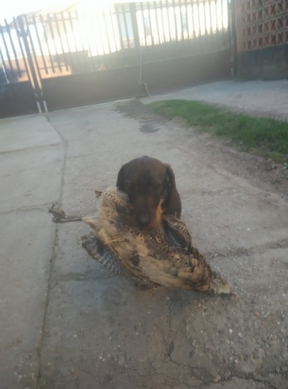 Jazvecìk Prinásanie pernatej