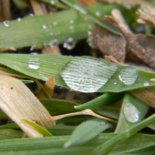 ked neprsi aspon kvapka