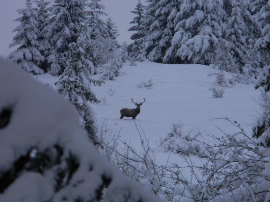 dnešný úspešný fotolov