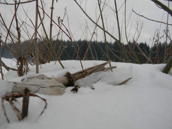 Dnešný smutný nález