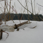 Dnešný smutný nález