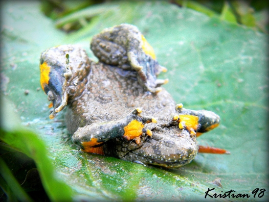 schovaný neschovaný idéém