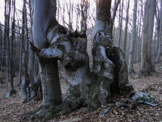 Najkrajšie stromy sú na Horehroní