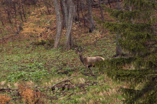 V daždivom počasí