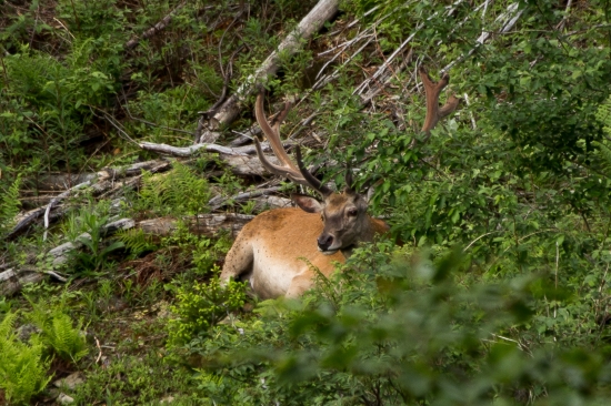 odpoludňajšia siesta
