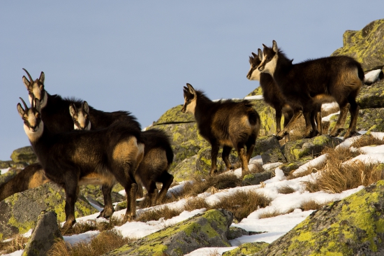 V južnom masíve Ďumbiera
