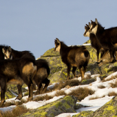 V južnom masíve Ďumbiera