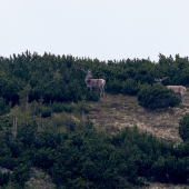 V kosodrevine