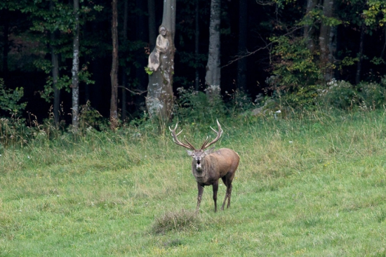 Vyšiel z tmavého lesa a pozdravil.