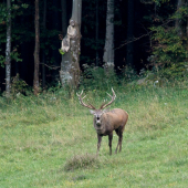 Vyšiel z tmavého lesa a pozdravil.
