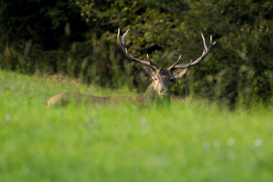 So zlomeným nadočníkom