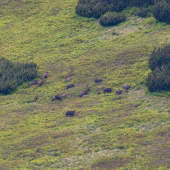 Plná hoľa diviakov