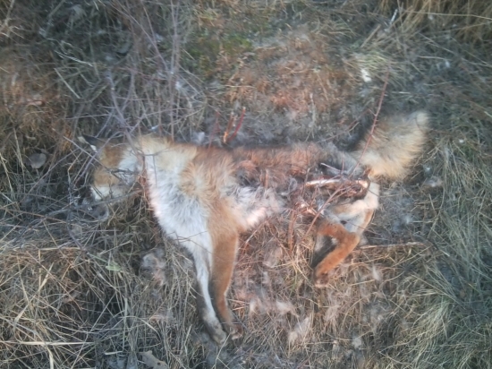 Uhynutá líška