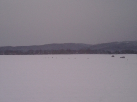 Srnčia