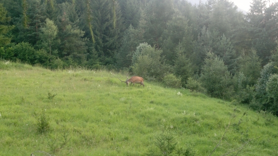 Jeleň