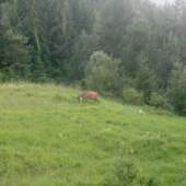 Jeleň