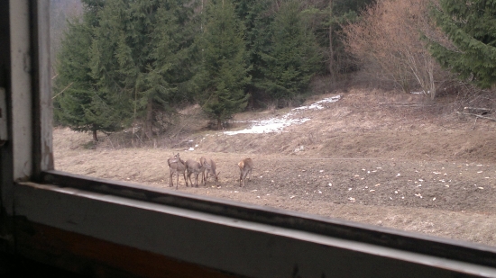 Jelenice a teliatka