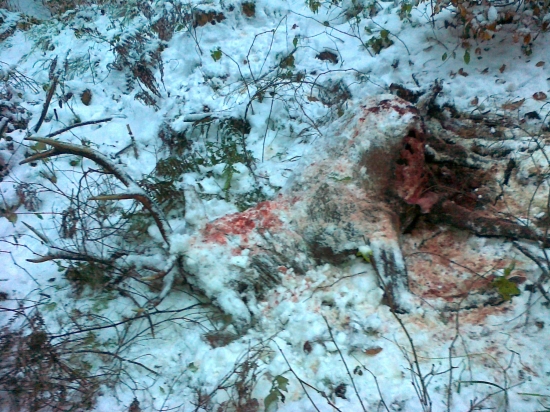 Ďalšia obeť vlkov