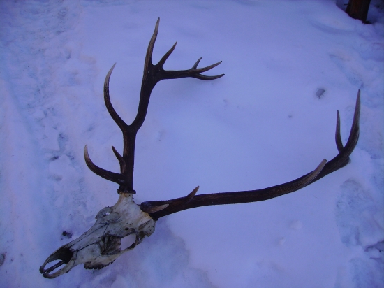 Ďalšia obeť vlkov  toho je škoda !!!