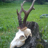 Medailový