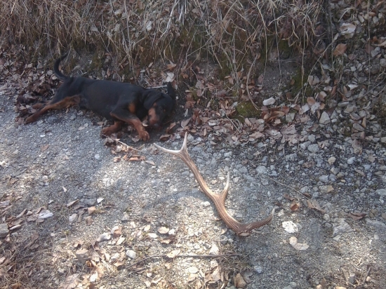 môj prvý paroh - 8 mesačný kopov