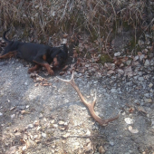 môj prvý paroh - 8 mesačný kopov