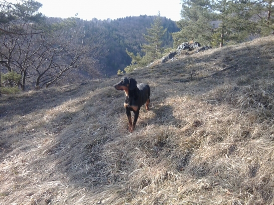 moj kopov don spod vysokej