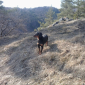 moj kopov don spod vysokej