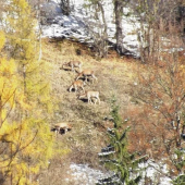 na paši