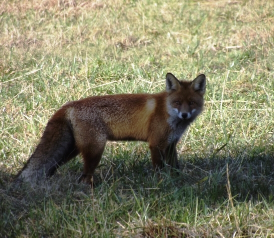 líštička (Svarínka)