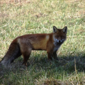 líštička (Svarínka)