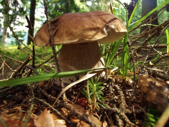 bol akurátny do vianočnej kapustnice :)