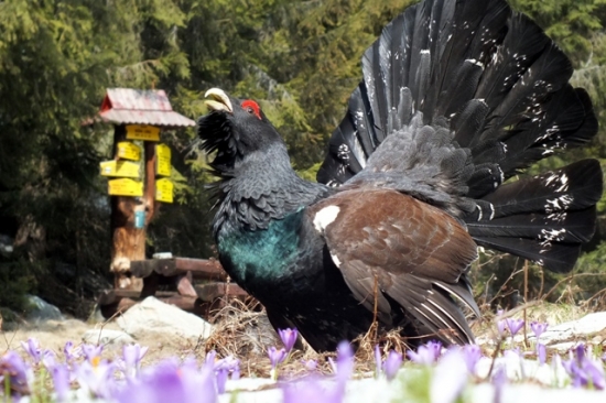 turistický sprievodca :)