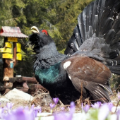 turistický sprievodca :)