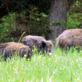krochkáči na obede :)