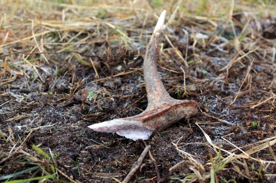 vzácnosť od bitkára